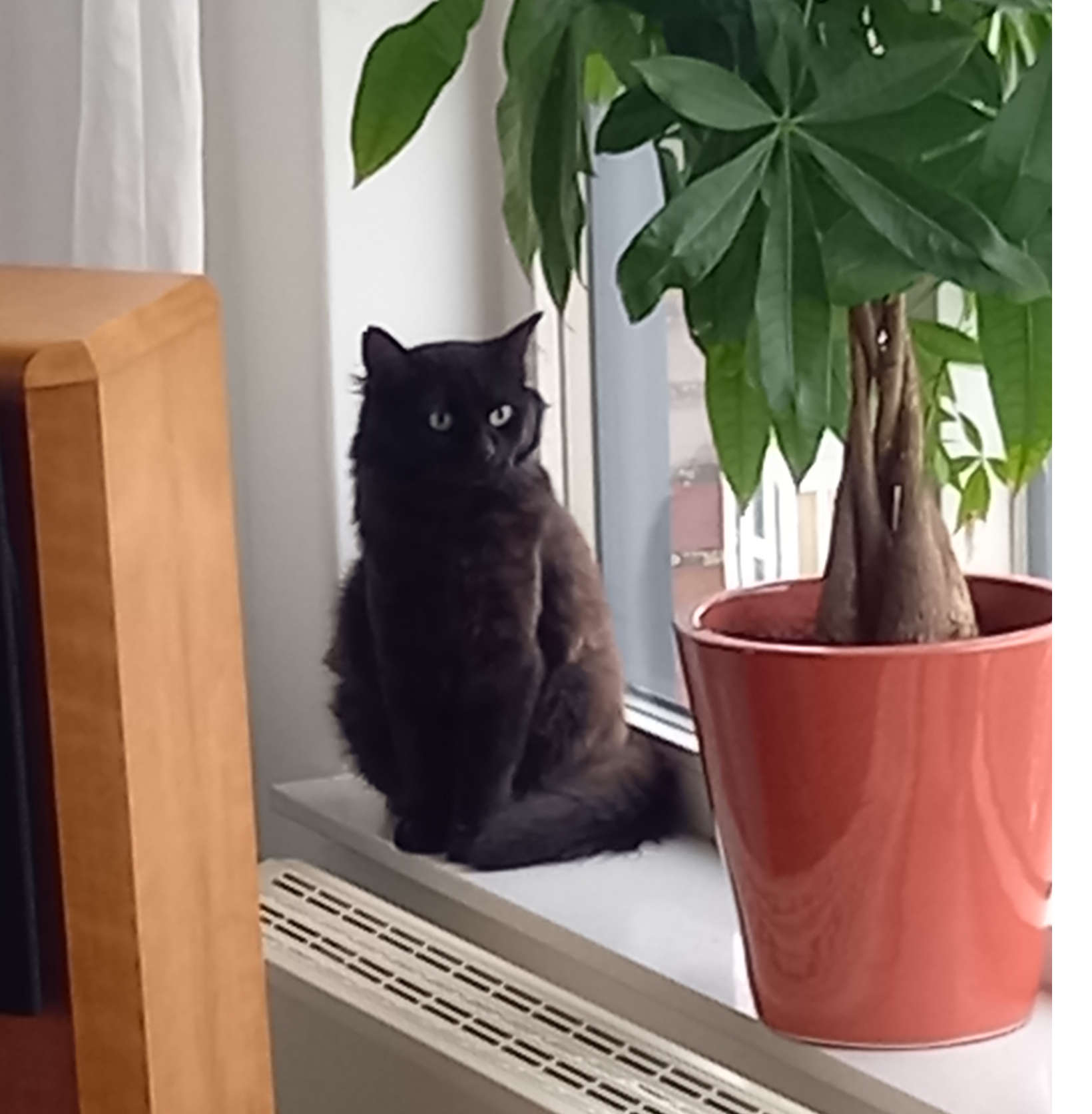 blacky2026